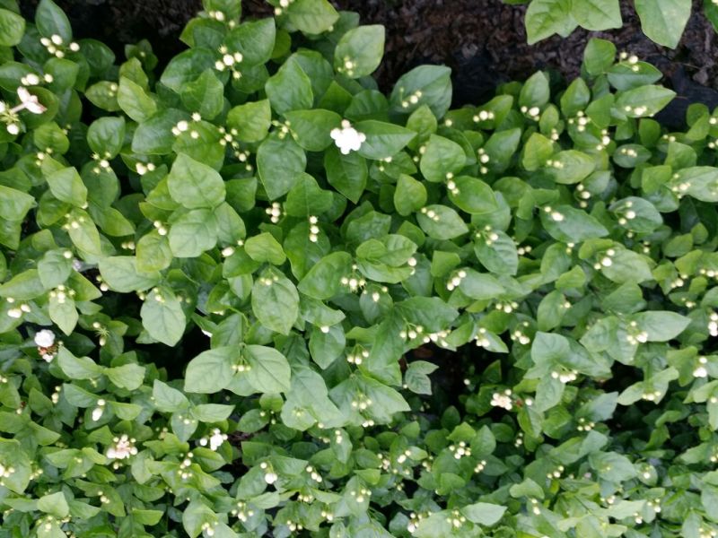 茉莉花苗30~50cm易成活质量保障视频看货诚信合作