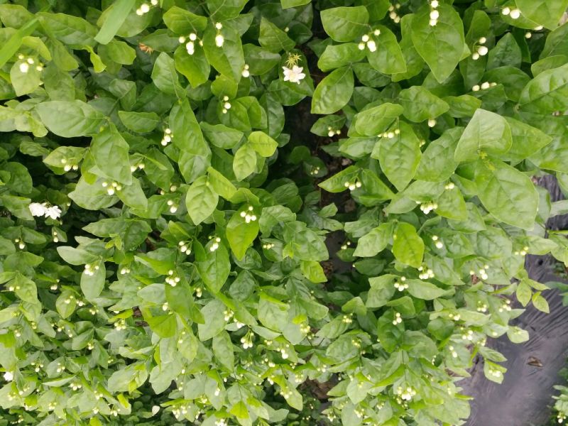 茉莉花苗30~50cm易成活质量保障视频看货诚信合作