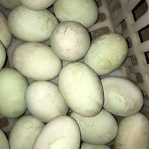 散养蛋鸭只吃玉米蛋壳好味道美，蛋清稠