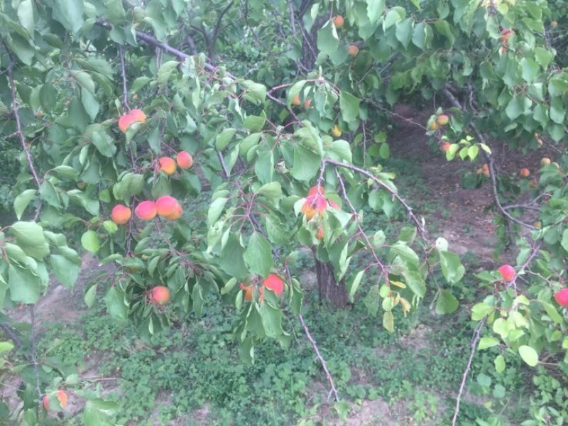 串枝红杏