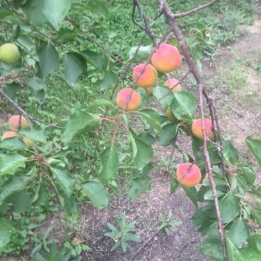 串枝红杏