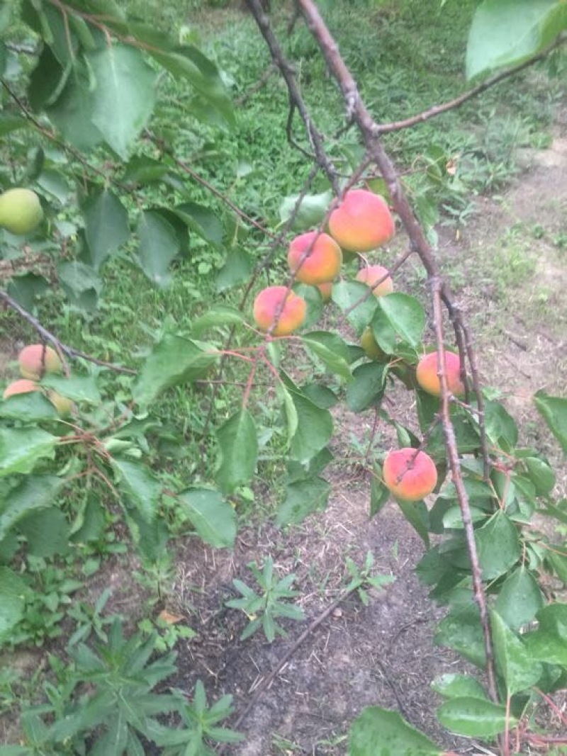 串枝红杏