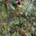 荸荠种2.5~3cm