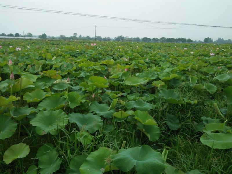 精选新鲜莲蓬水果莲蓬大量供应电商一件代发