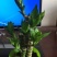 绿竹
