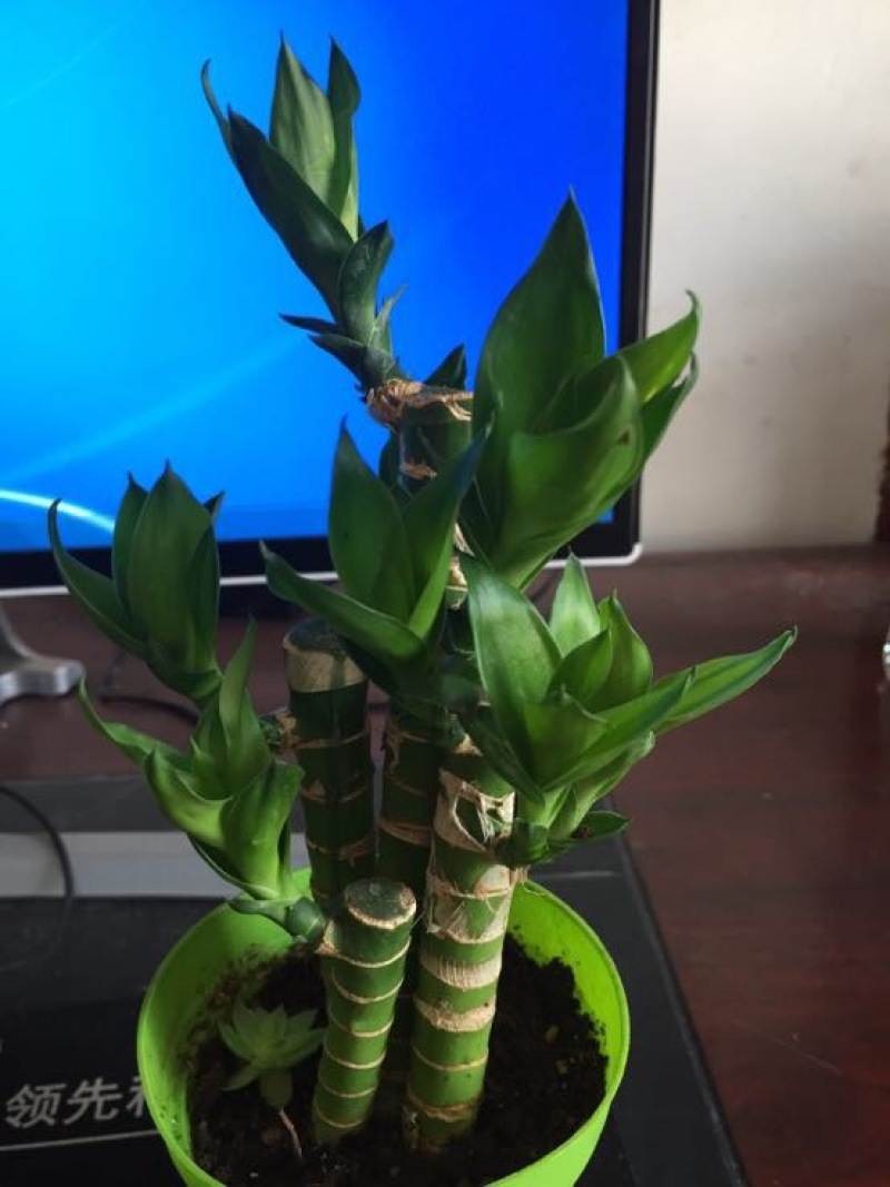 绿竹