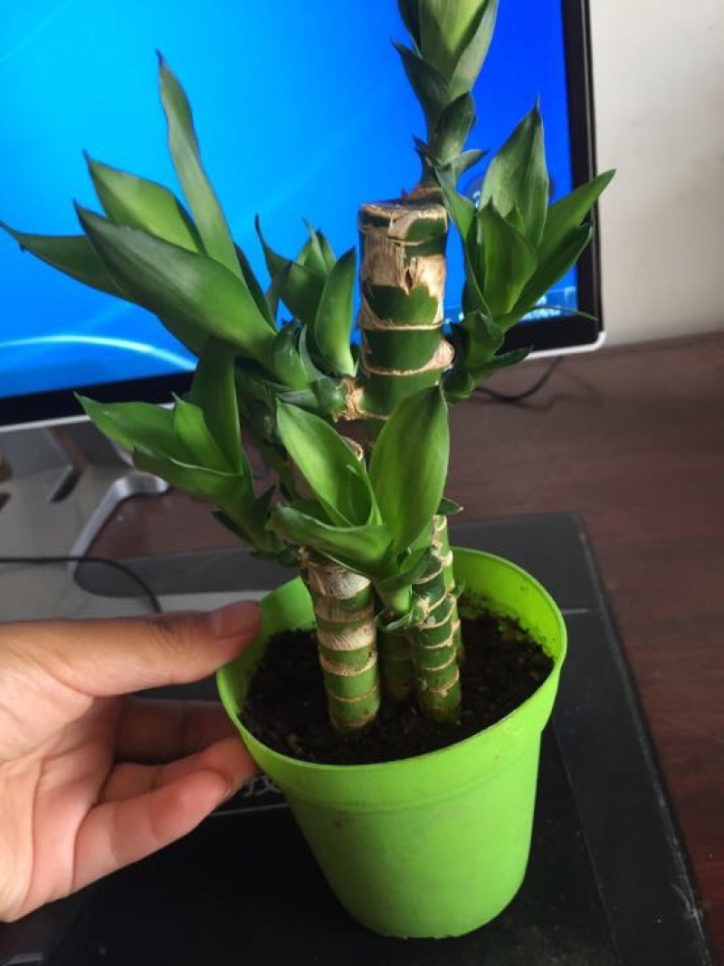 绿竹