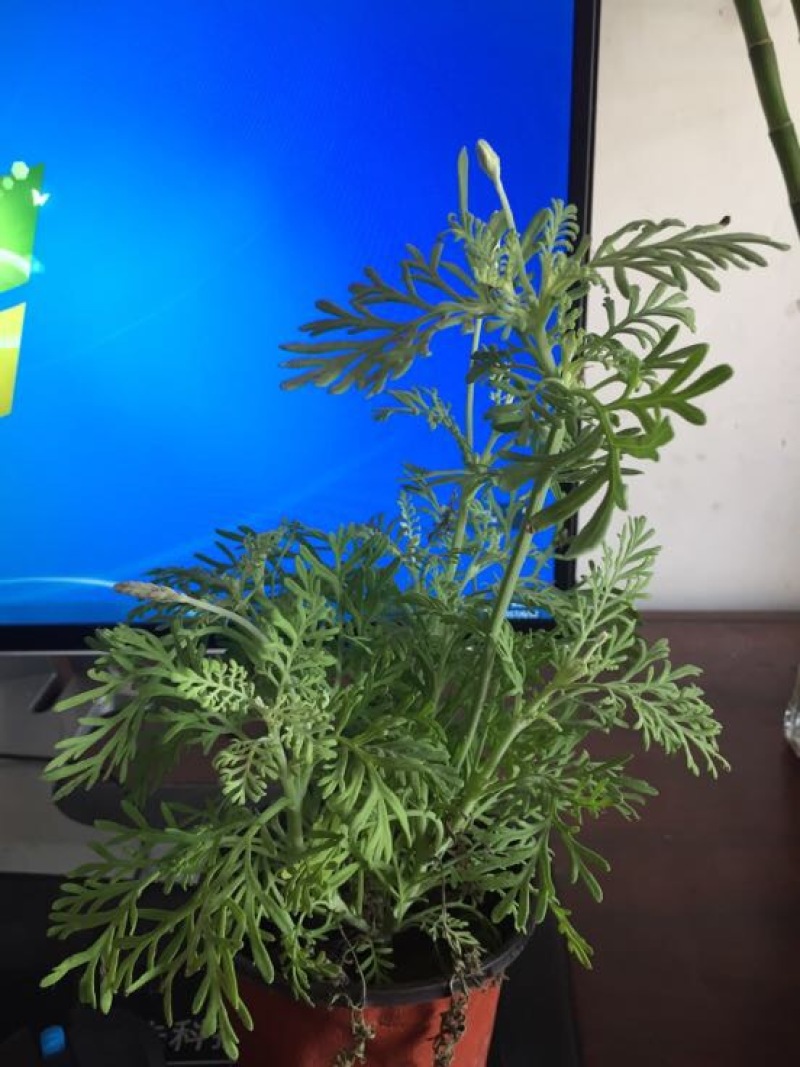 绿竹