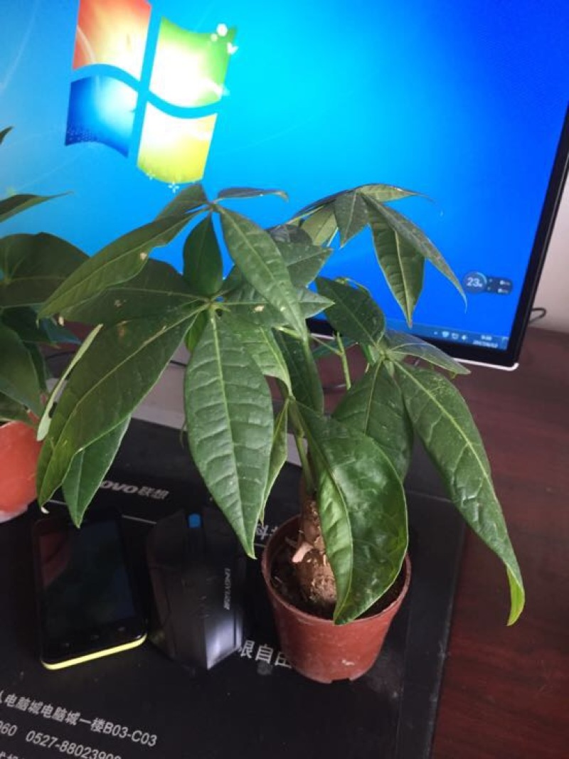 绿竹