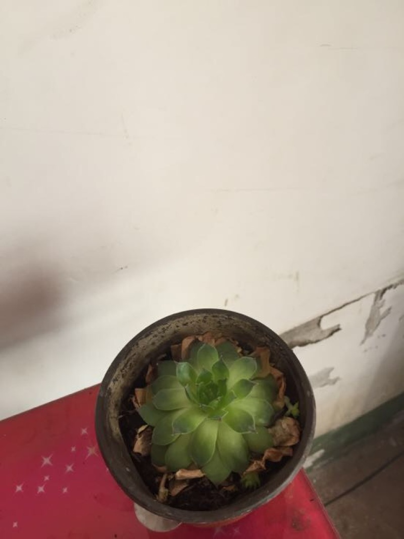 绿竹