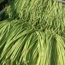 长豆角60厘米以上