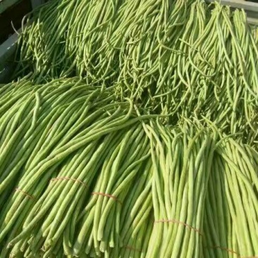 长豆角60厘米以上