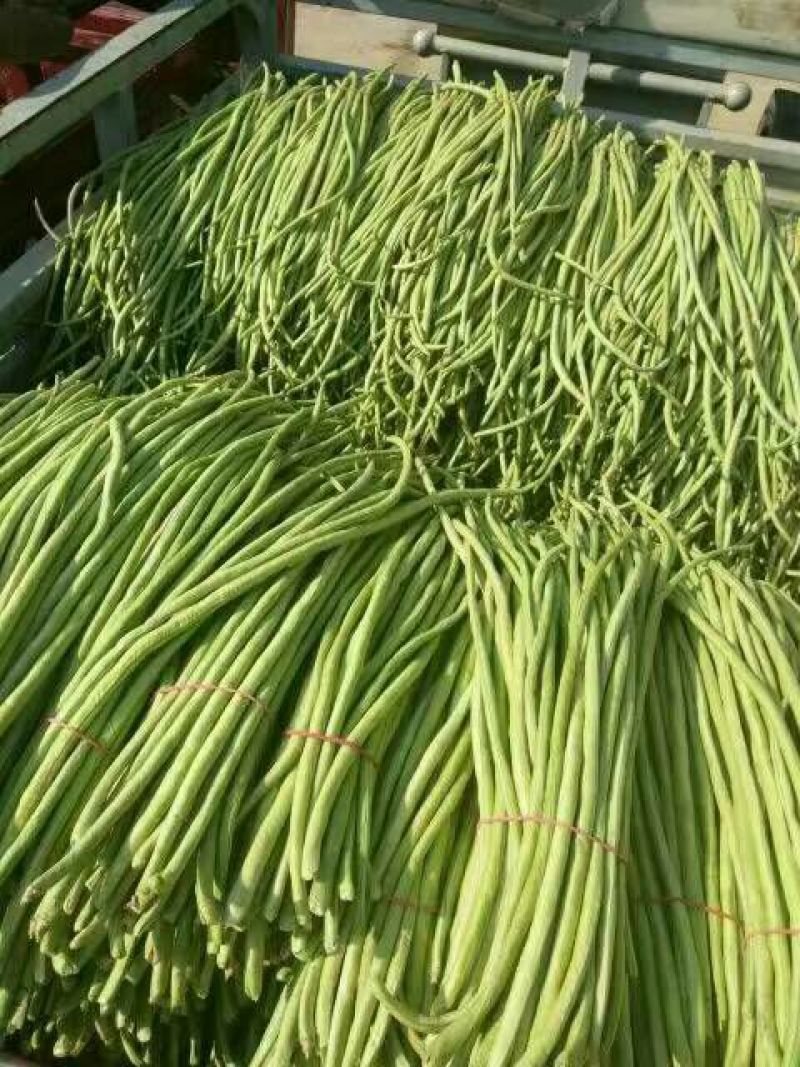 长豆角60厘米以上