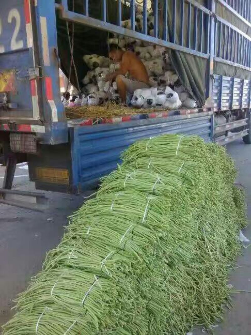 长豆角60厘米以上