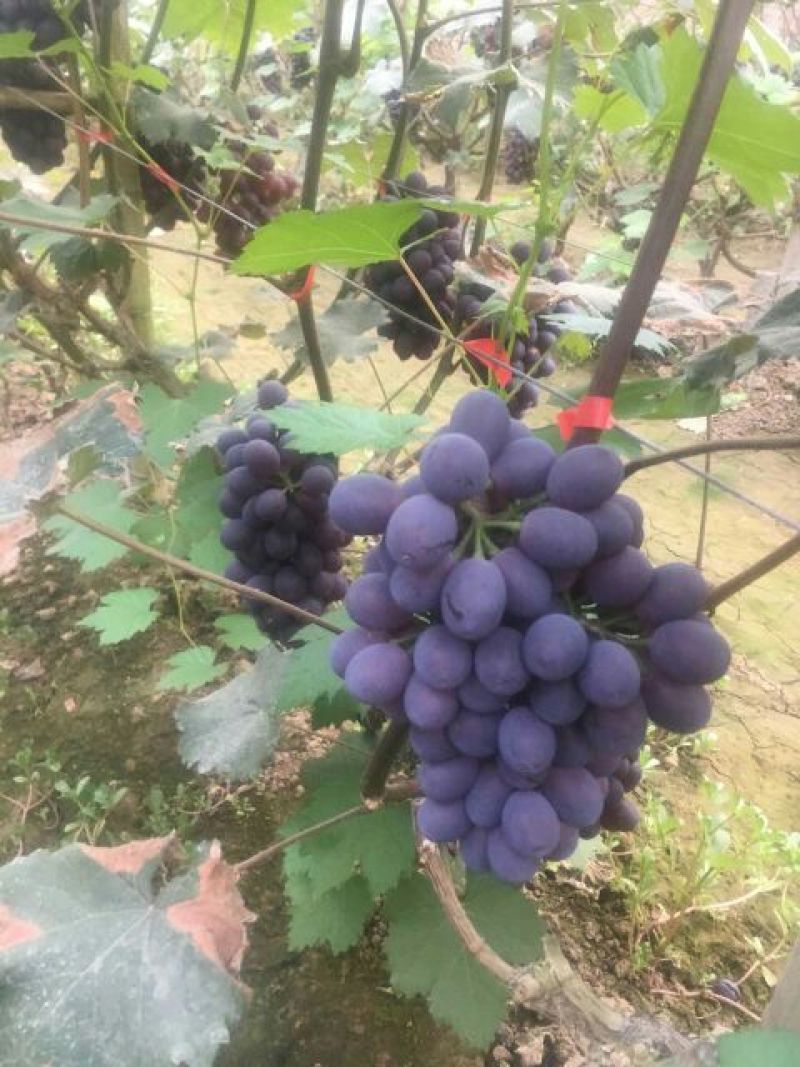 红无核葡萄1~2斤5%以下
