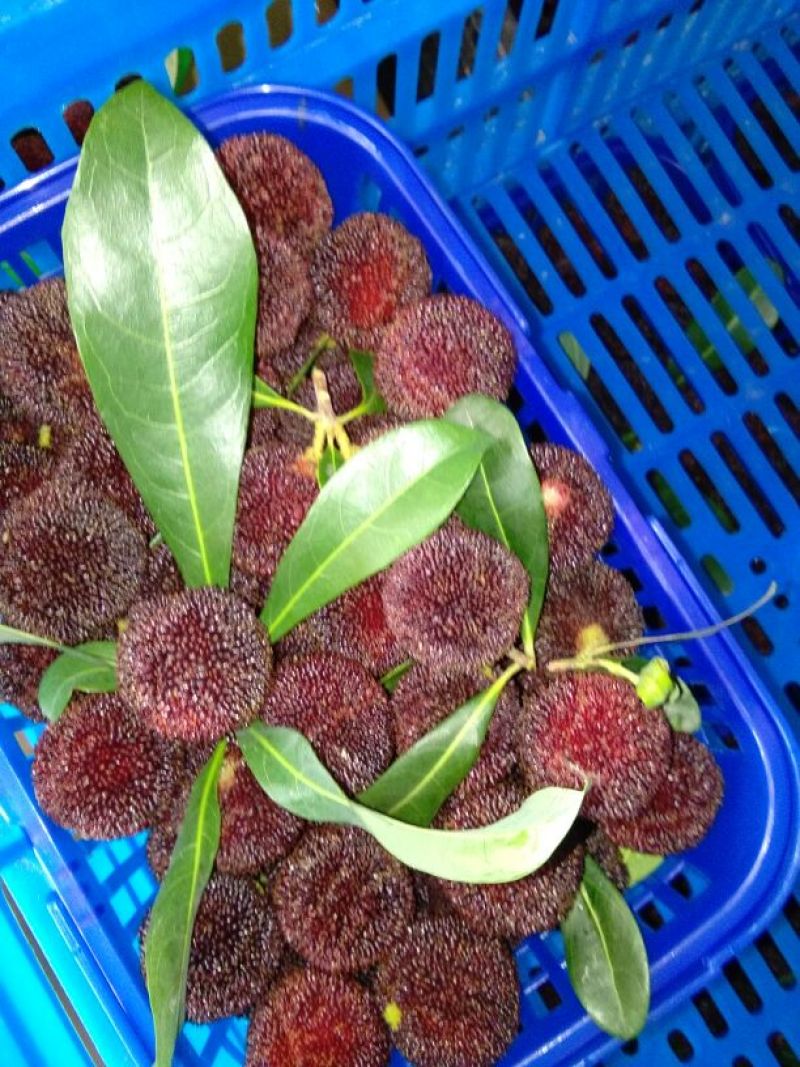 杨梅1.5~2cm