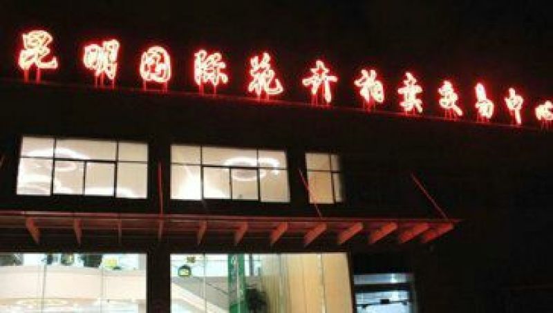 康乃馨鲜切花