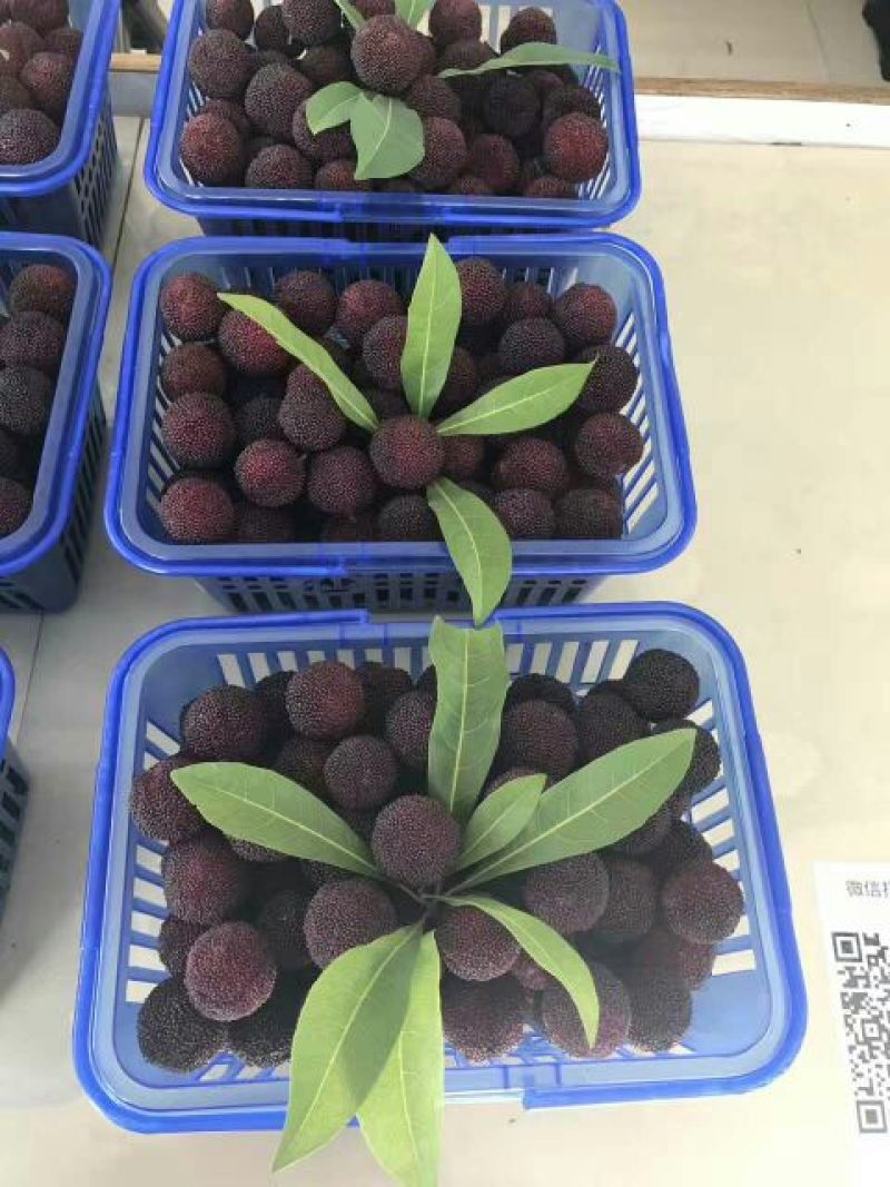 东魁杨梅3~4cm
