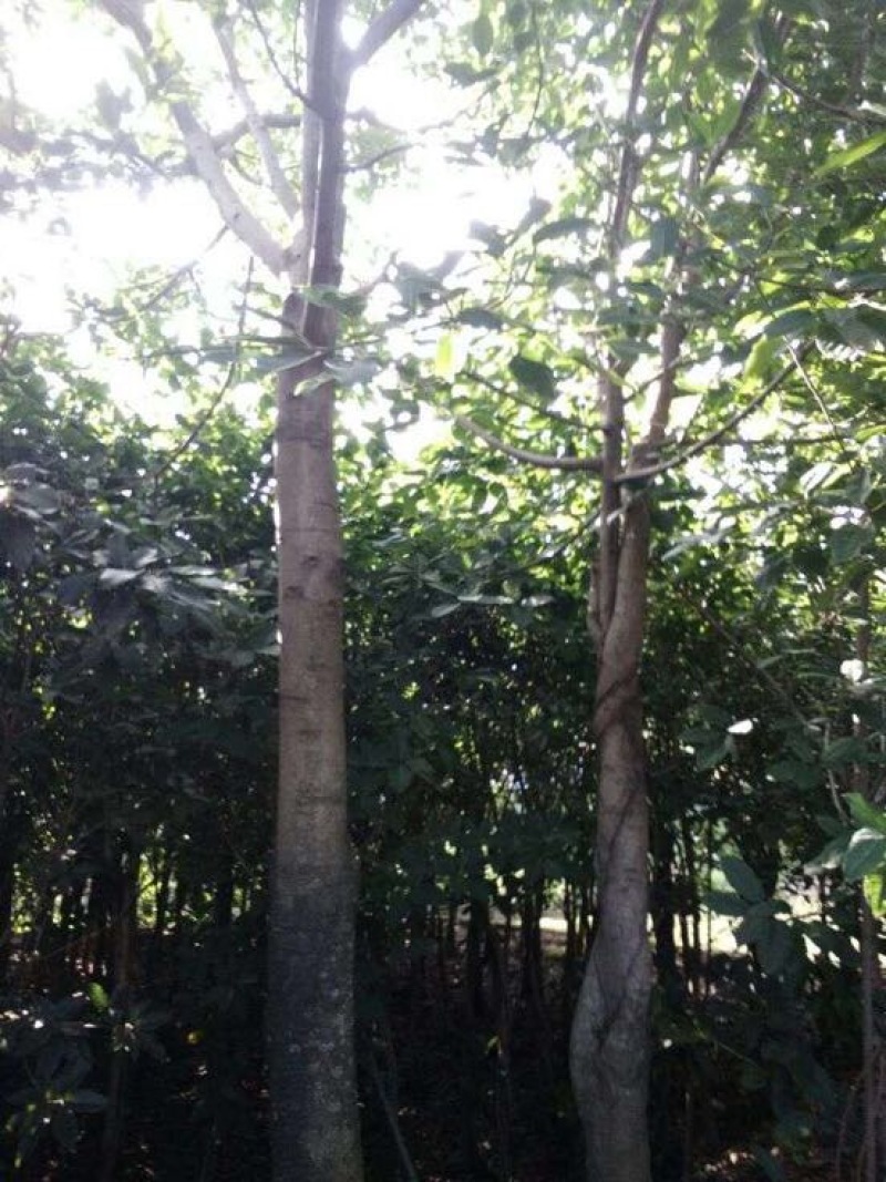 黄葛树
