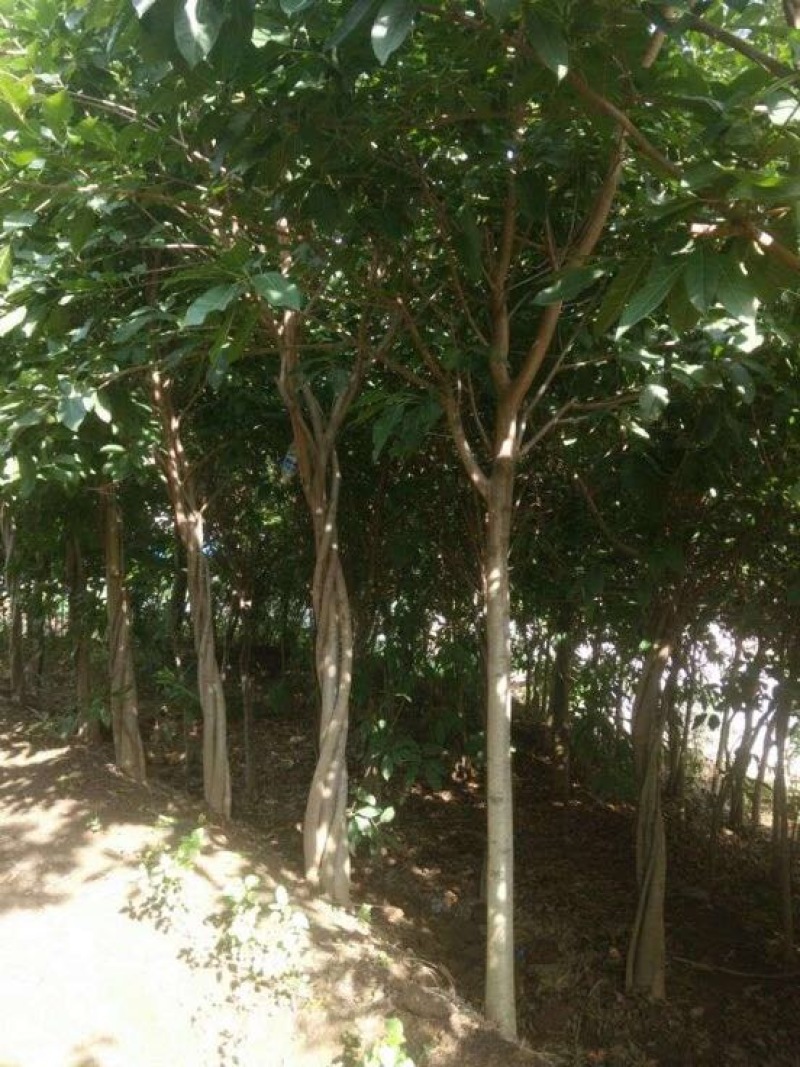 黄葛树
