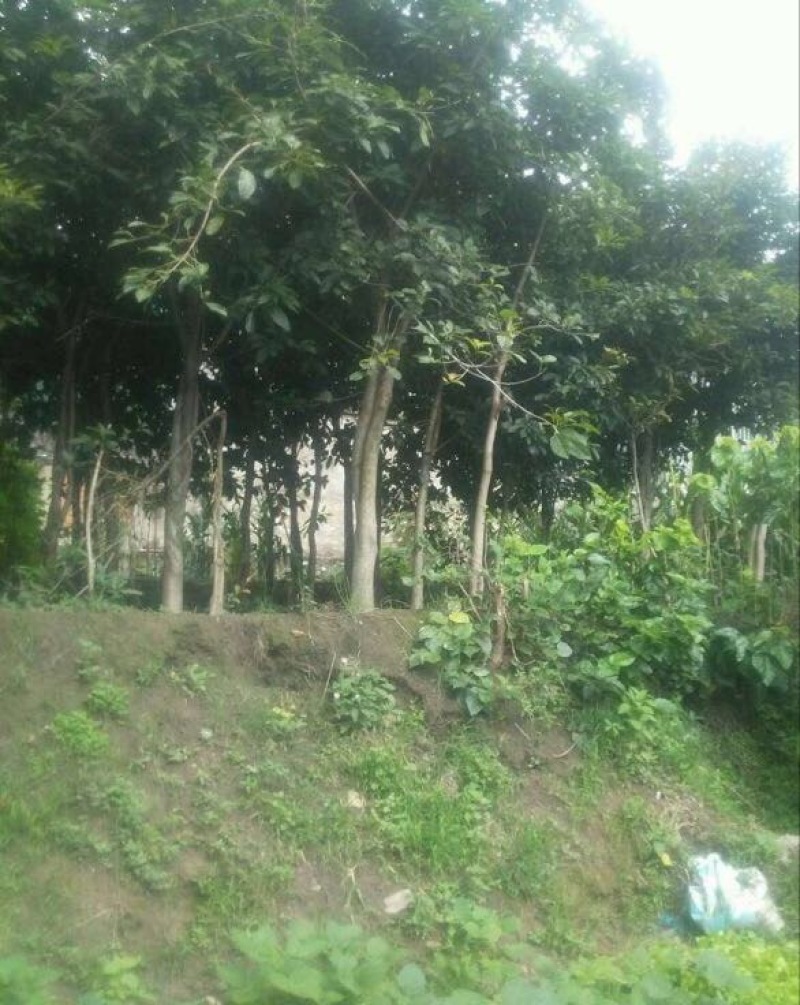 黄葛树