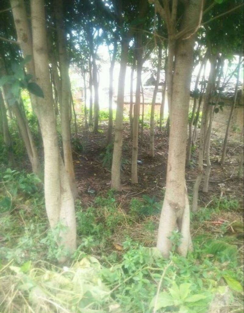 黄葛树