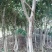 黄葛树