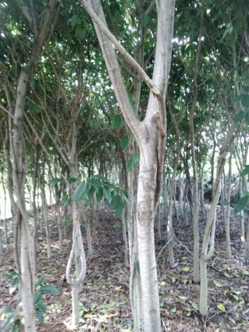 黄葛树