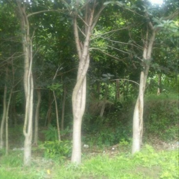 黄葛树