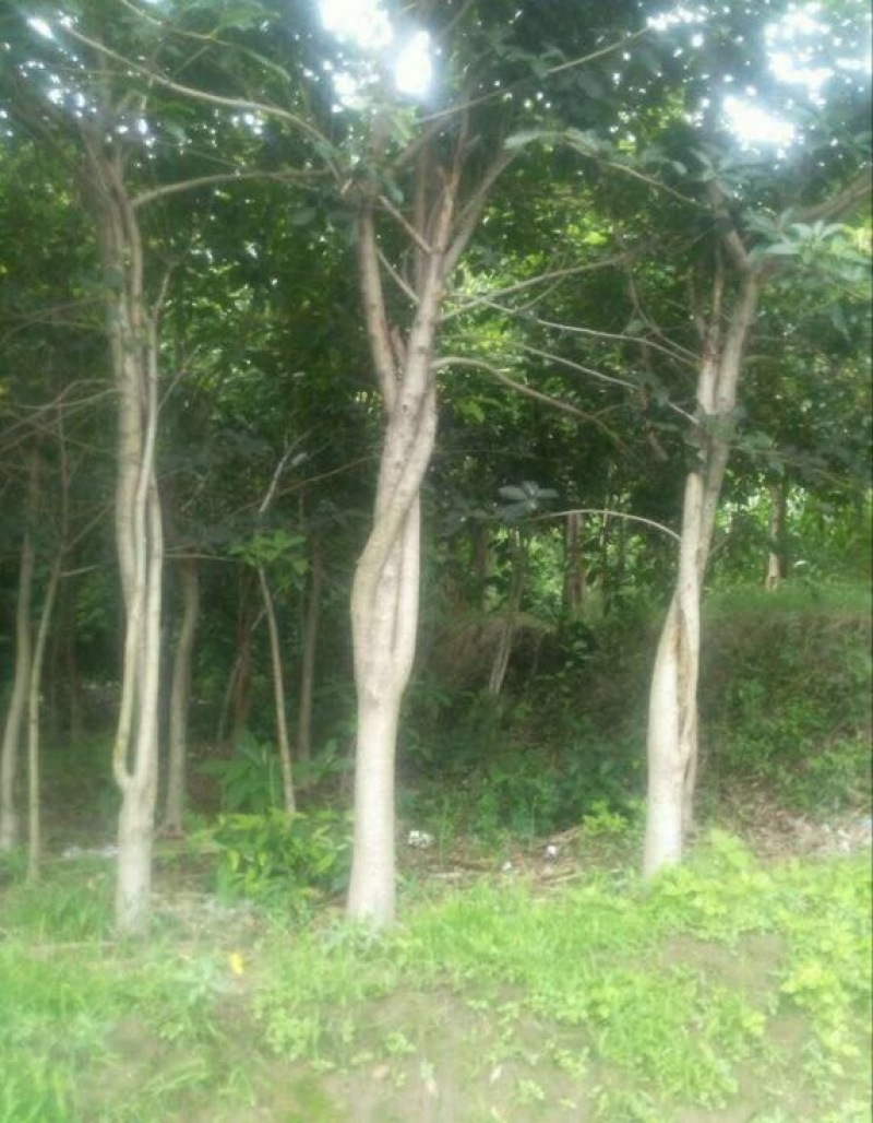 黄葛树