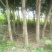 黄葛树