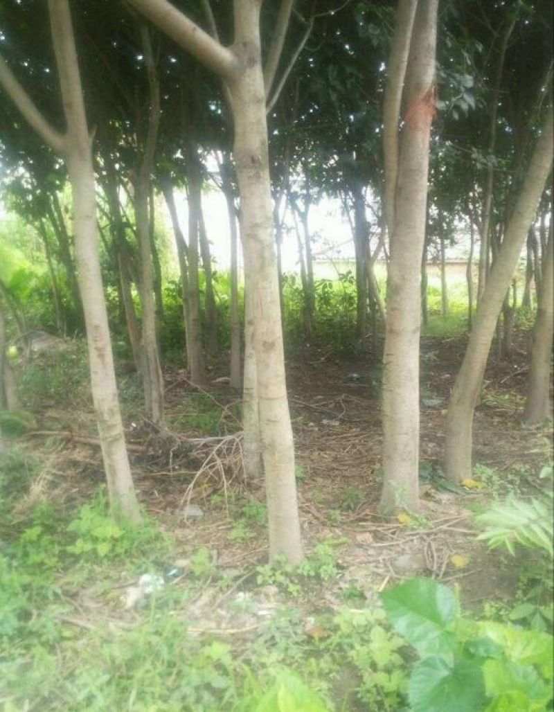 黄葛树
