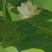 莲蓬8cm以上