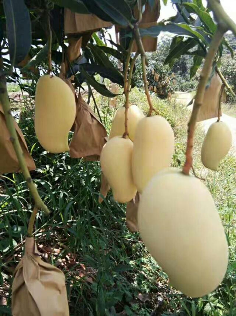 鹰嘴芒果4两以上
