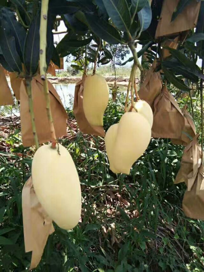 鹰嘴芒果4两以上