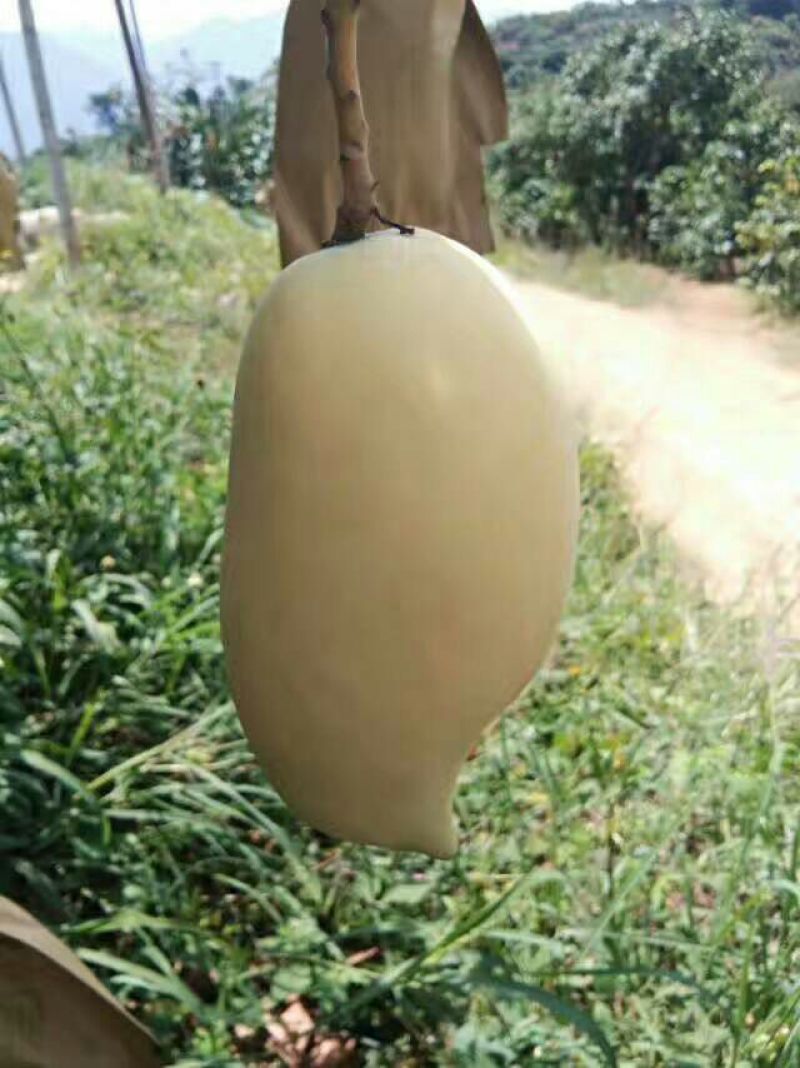 鹰嘴芒果4两以上