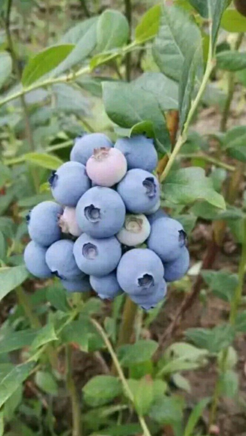 蓝莓鲜果8~10mm以上