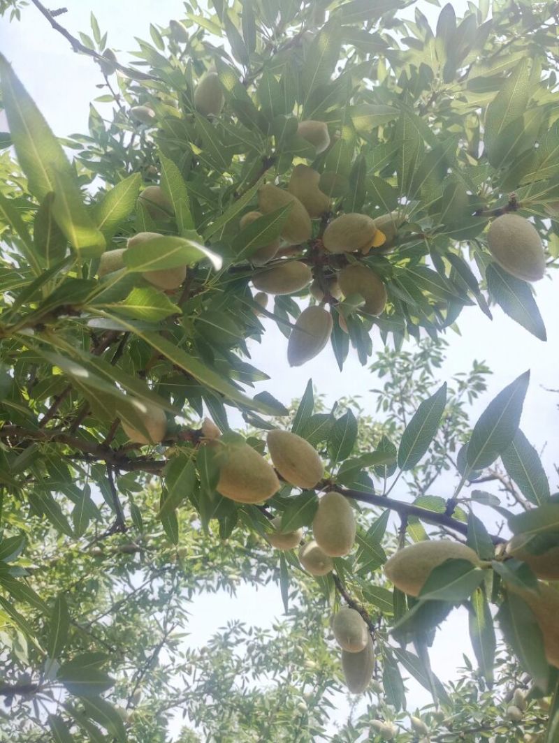 美国大杏仁特级