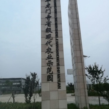 隋珠草莓日本早熟品种存活率高口感细腻