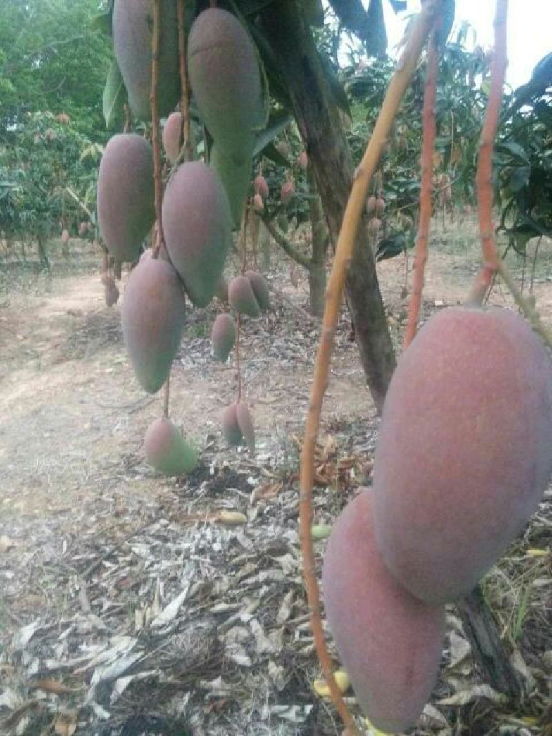 海南贵妃供应：电商，团购，商超，一件代发