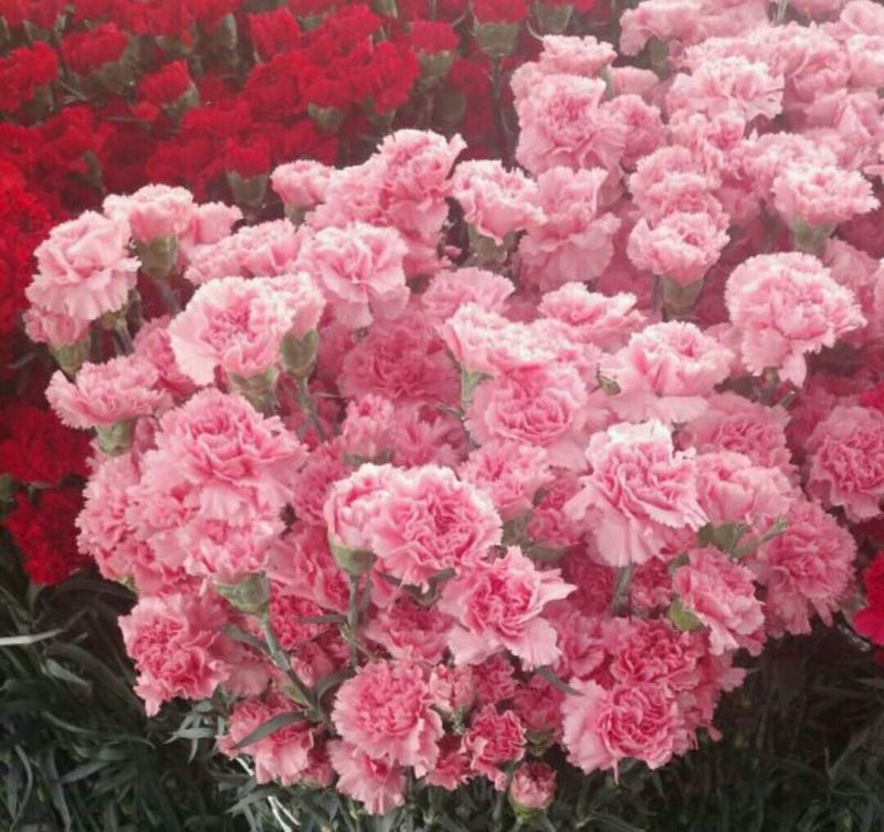 康乃馨鲜切花