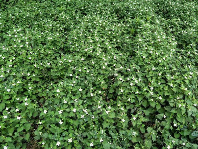鱼腥草根箱