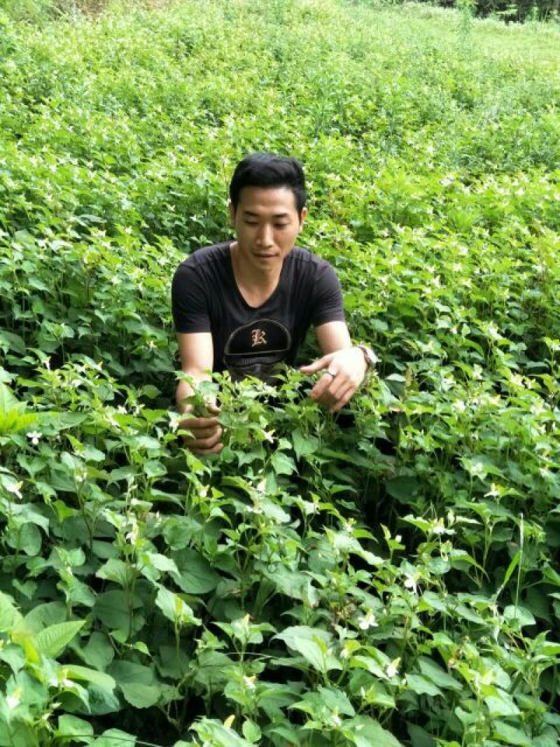 鱼腥草根箱