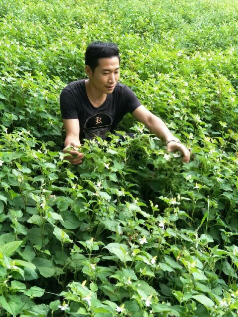 鱼腥草根箱