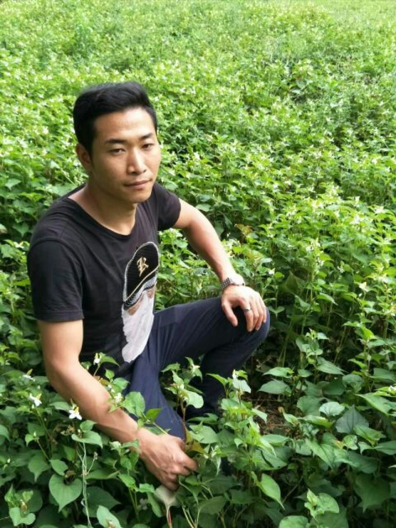 鱼腥草根箱