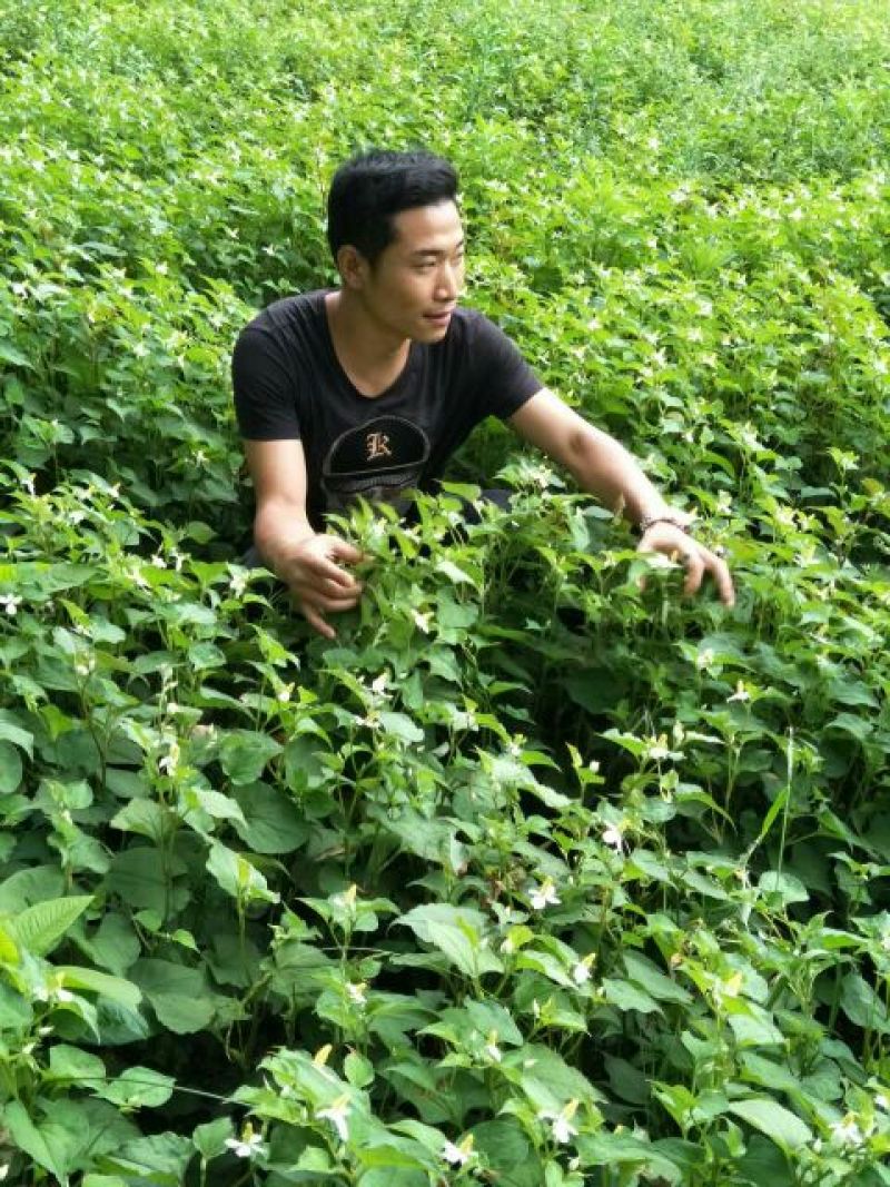 鱼腥草根箱
