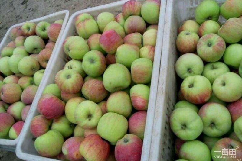 山东早熟《藤木苹果辽付苹果》大量上市口感脆甜质量保证