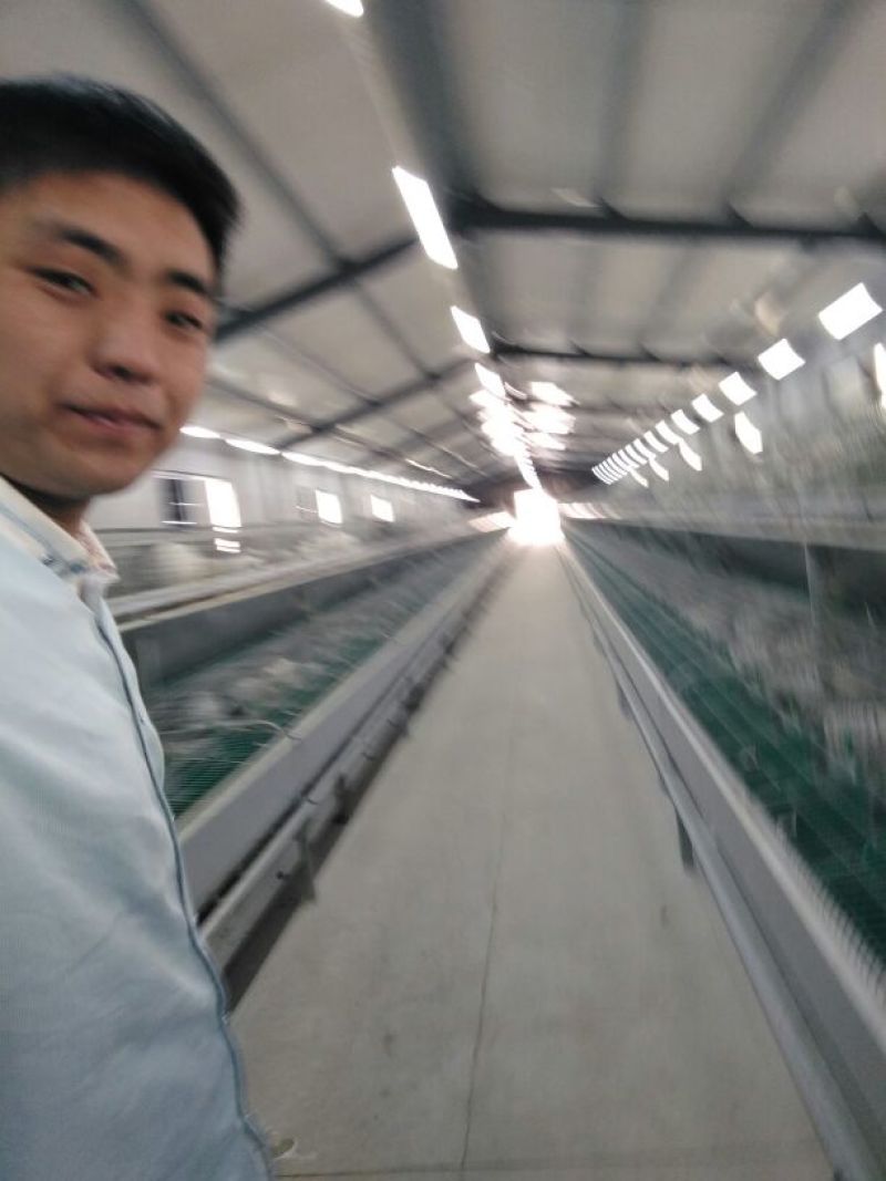 伊拉兔食用3~5