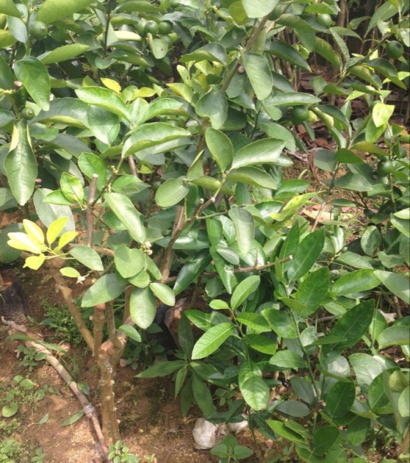 香水柠檬树苗