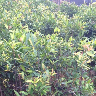 岭南山竹子苗